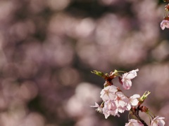 三ツ池公園の桜6
