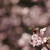 三ツ池公園の桜6