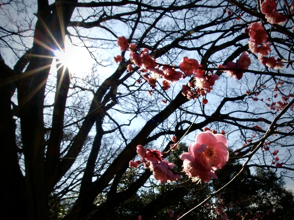 キラリ!!紅梅