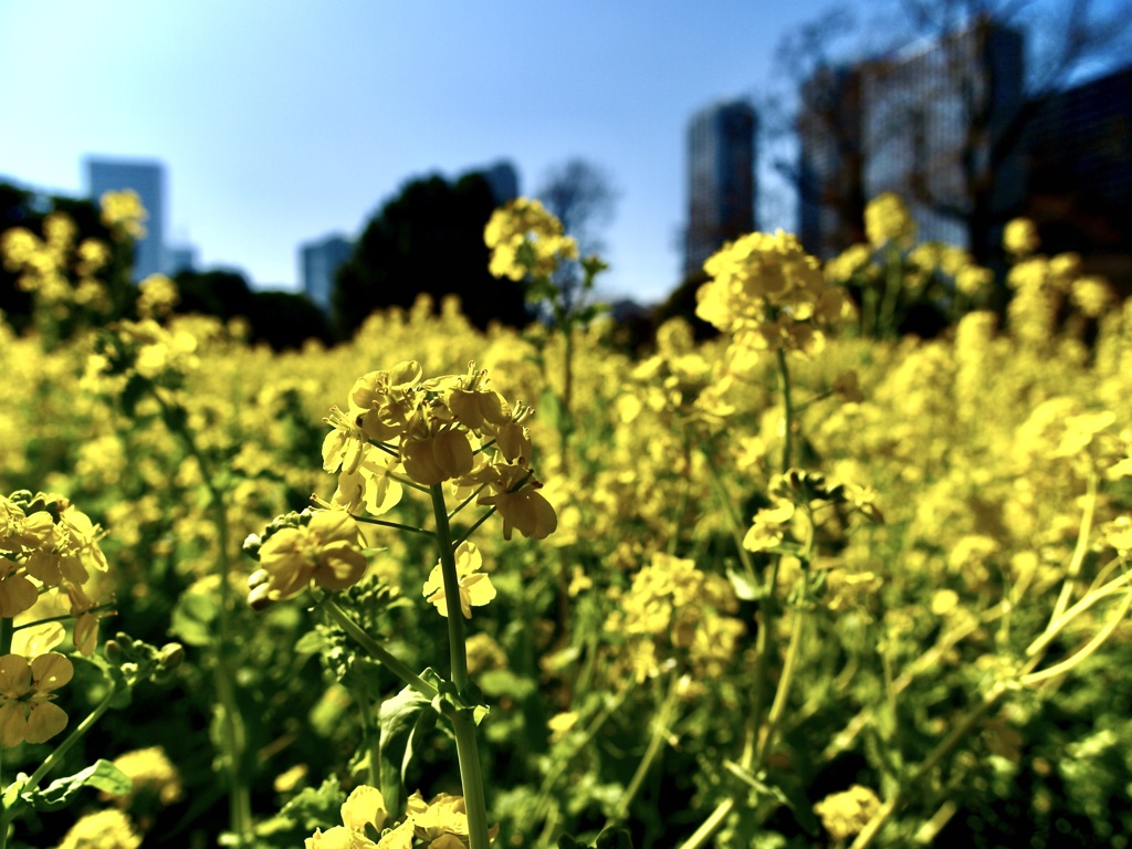 ビル群を臨む菜の花