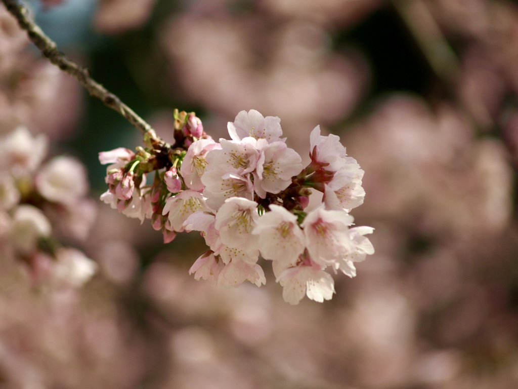 南桜公園のオオカンザクラ2
