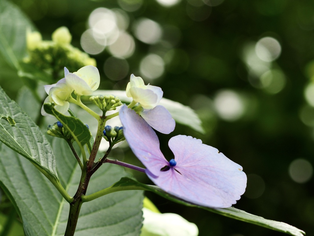 晴れ紫陽花2