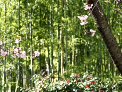 三ツ池公園の桜2