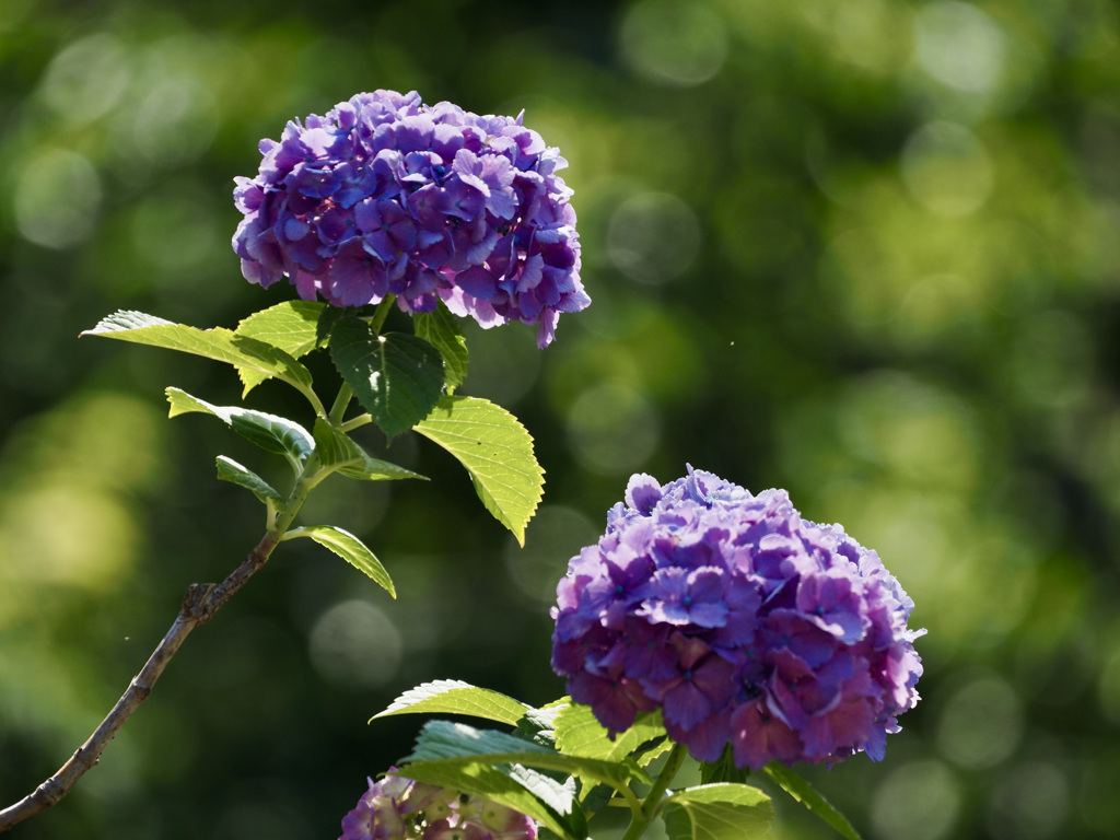 紫陽花with玉ボケ