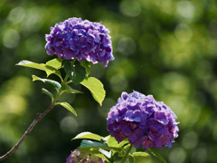 紫陽花with玉ボケ