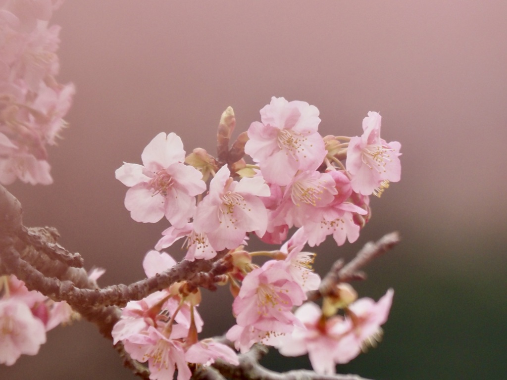 狩野川堤防の桜