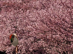 三浦海岸桜まつり2023PART2