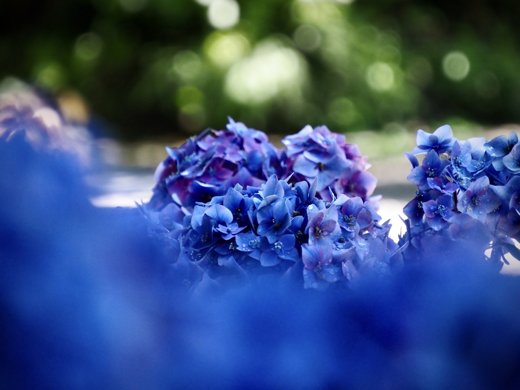 浄慶寺の紫陽花7