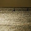 黄金色に染まる海