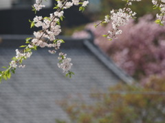 桜と天王院の屋根2