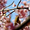 どれにしようかな??