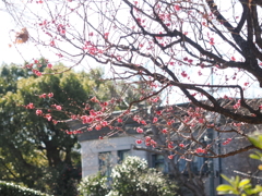 忘れられていた紅梅