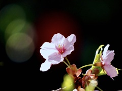 三ツ池公園の桜10