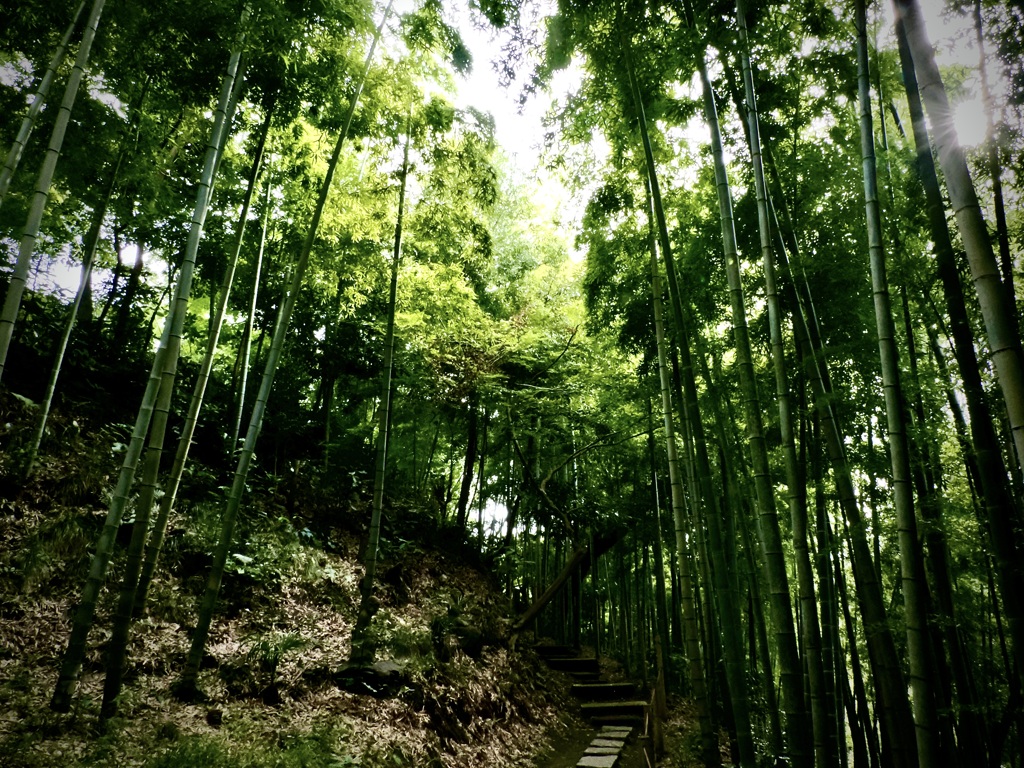 雷亭の竹林