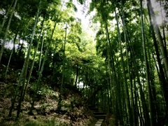 雷亭の竹林
