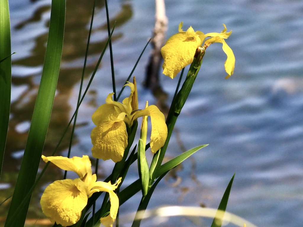 三ツ池公園にて〜黄菖蒲〜