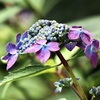 2023紫陽花2