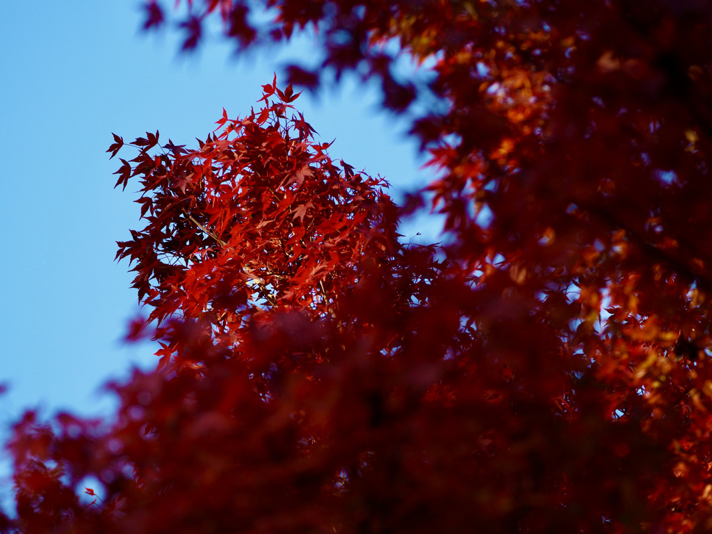 山中湖　紅葉まつり12