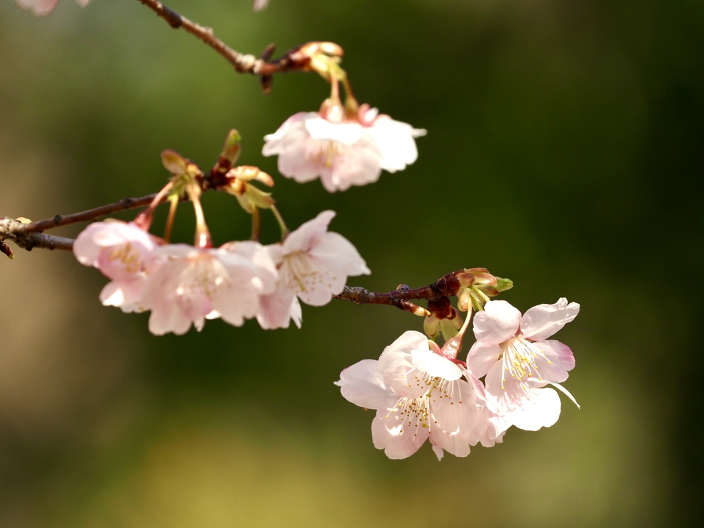 三ツ池公園の桜4