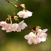 三ツ池公園の桜4