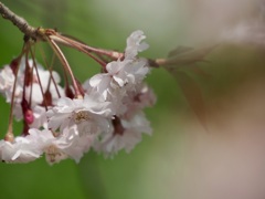 みなかみの枝垂れ桜2