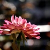 花火のように