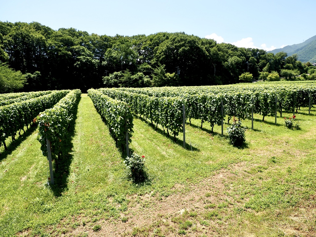 ブドウ畑