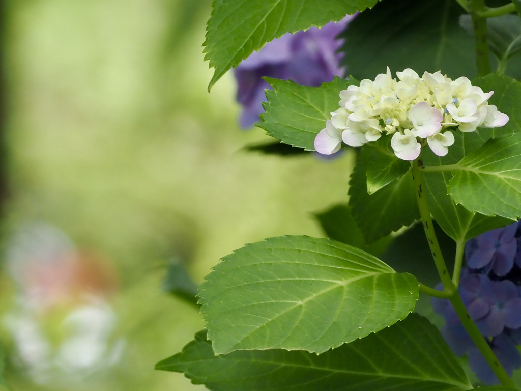 控えめな紫陽花にはカラフルな玉ボケで