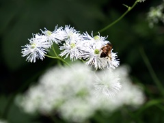 八幡平で出会った花々