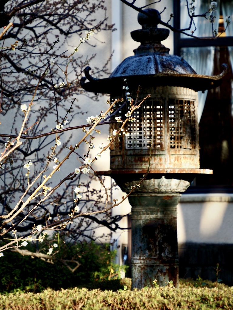 東京都庭園美術館の梅2