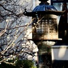 東京都庭園美術館の梅2