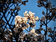夕陽に染まる桜