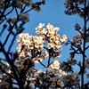 夕陽に染まる桜