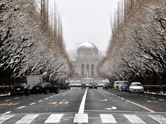 雪景色のイチョウ並木