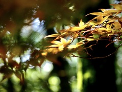 梅雨紅葉3