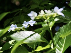 晴れ紫陽花