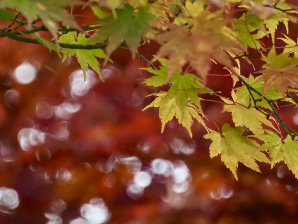 山中湖　紅葉まつり4