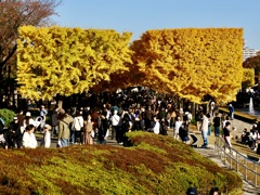 黄葉のトンネル