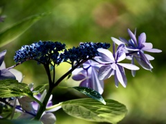 浄慶寺の紫陽花6