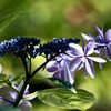 浄慶寺の紫陽花6