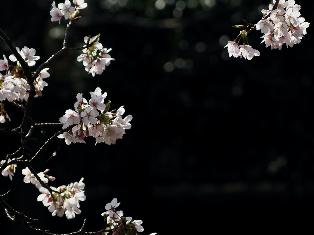 三ツ池公園の桜