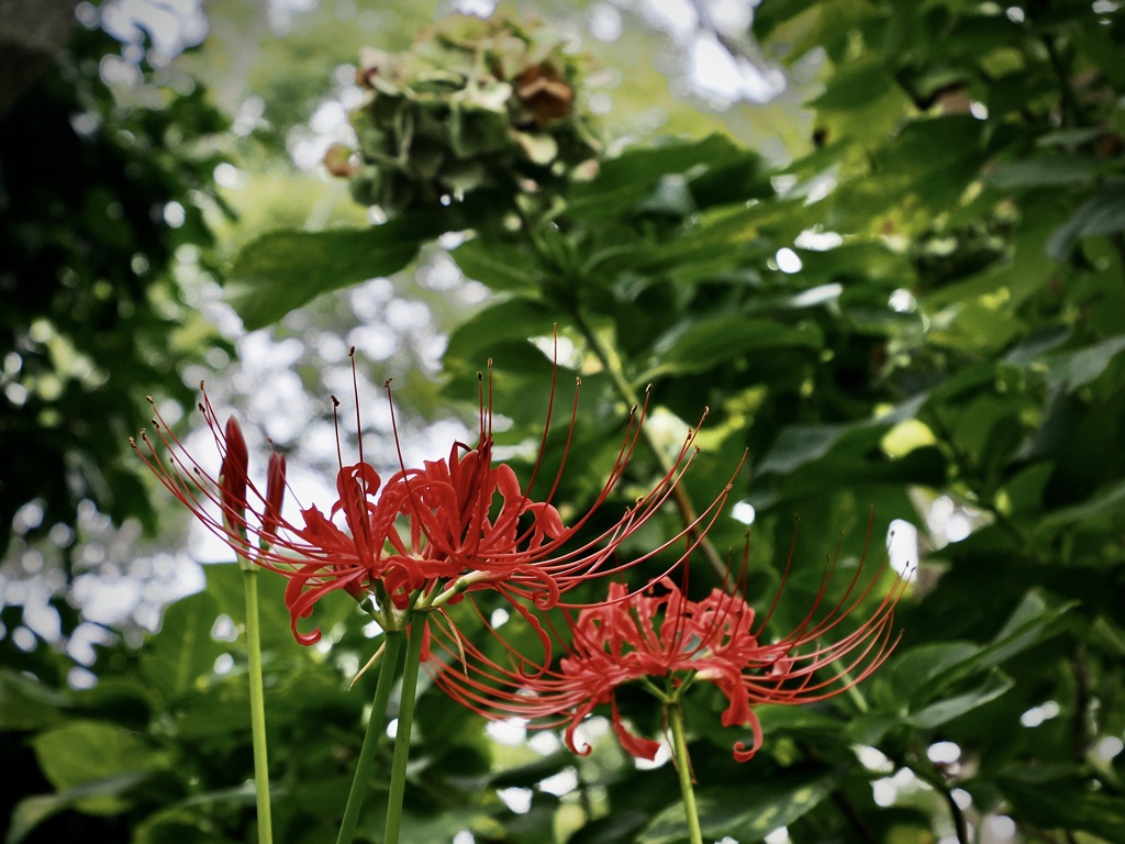 彼岸花と枯れ紫陽花