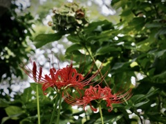 彼岸花と枯れ紫陽花