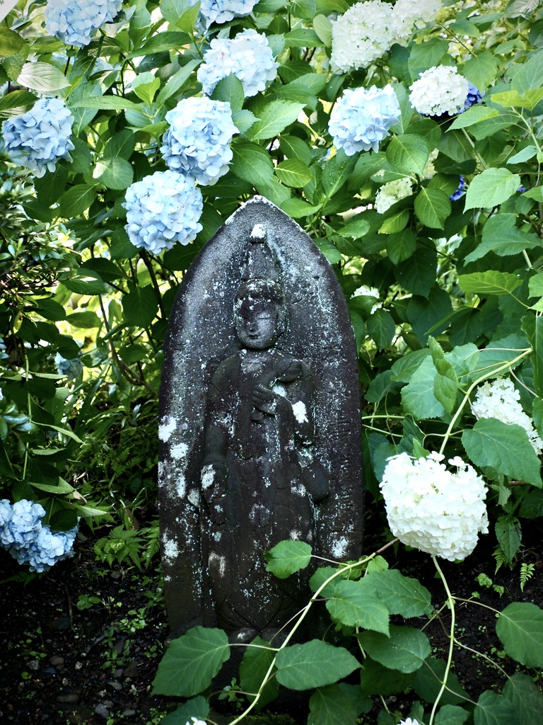 観音像と紫陽花
