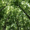 生命をはぐくむやすらぎの森