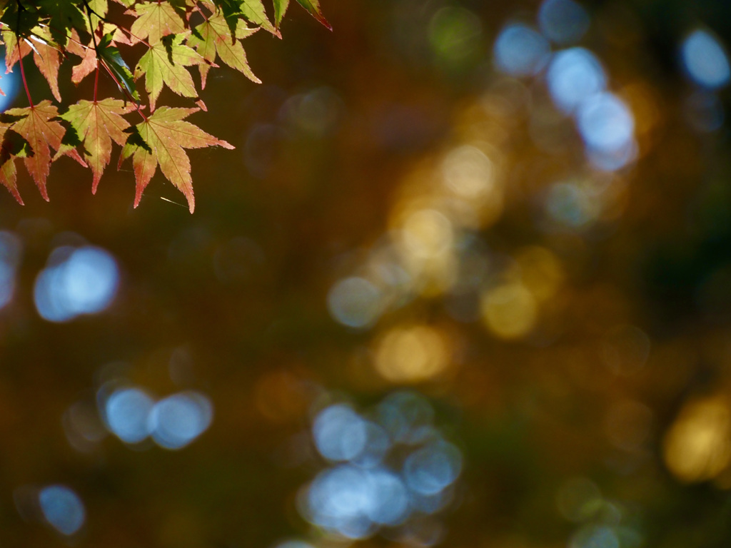 山中湖　紅葉まつり7