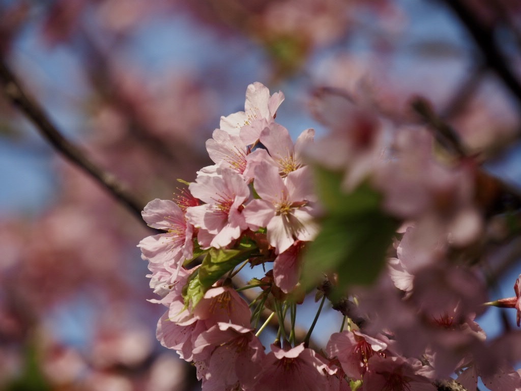 修善寺寒桜