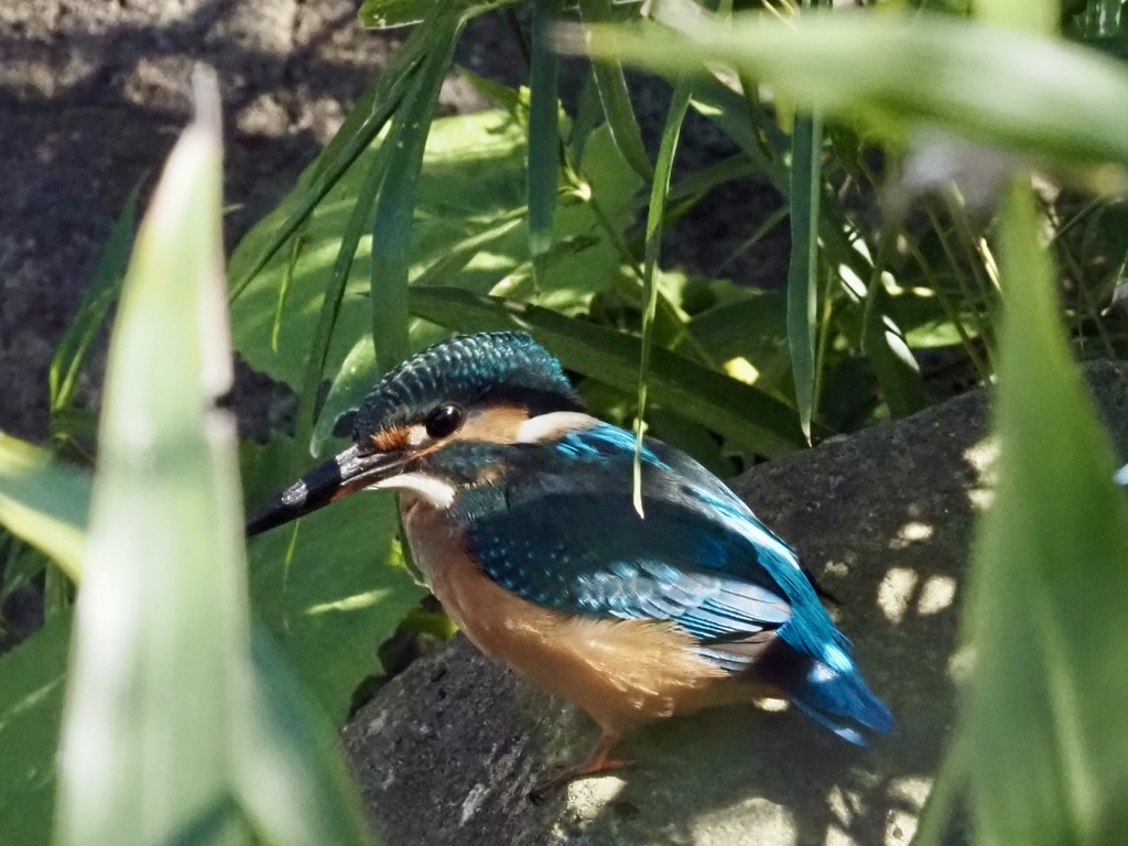 カワセミ来た〜♪4