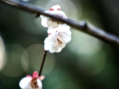 東京都庭園美術館の梅
