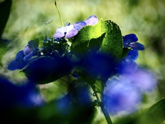 今年最後の紫陽花